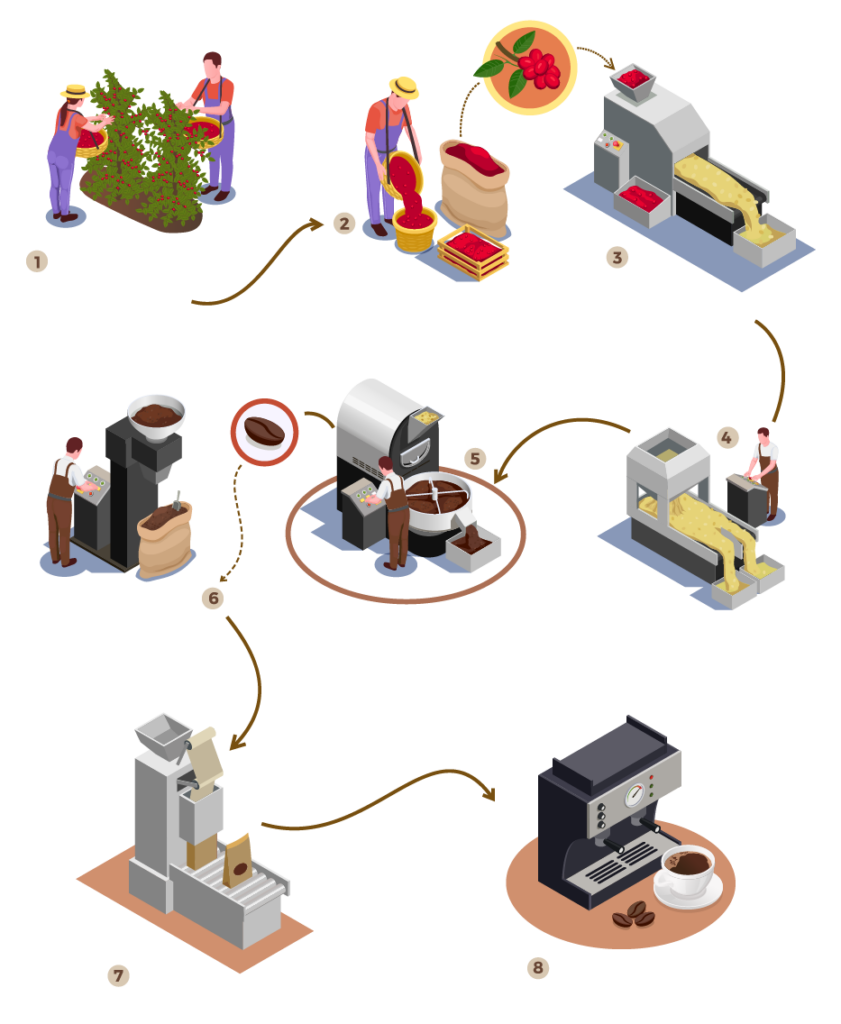Cafe Process Triglav Coffee